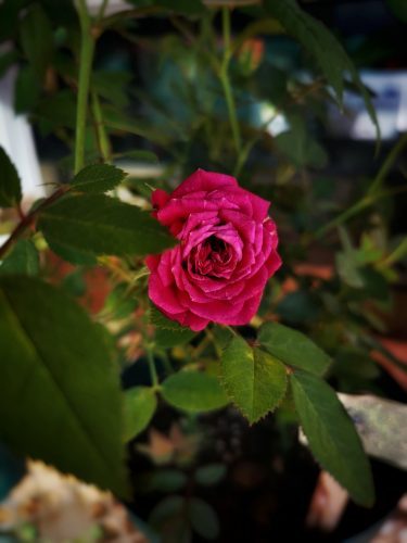 rose, flower, plant-6976576.jpg